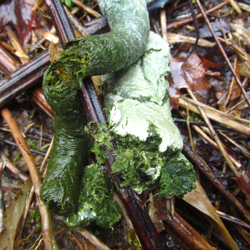 Meet your Posher, Adam